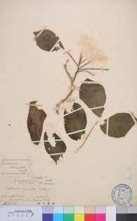 Specimen thumbnail